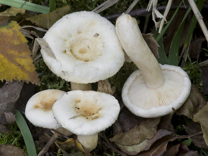 Lactarius scoticus